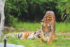 Lãnh đạo 13 nước họp về bảo vệ hổ