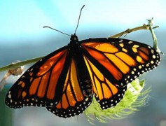 Loài bướm biết tìm thuốc để chữa bệnh