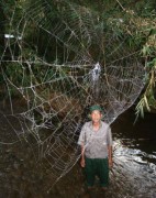 Loài nhện giăng tơ lớn nhất thế giới