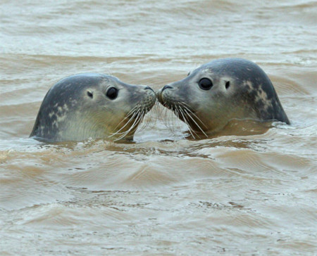 Hai chú hải cẩu con dường như hôn nhau