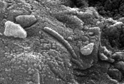 Phát hiện hóa thạch vi khuẩn có niên đại 1,2 tỷ năm