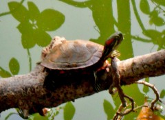 Rùa tai đỏ xâm nhập khắp hồ Gươm