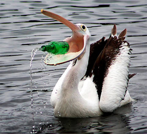 Con chim bồ nông chơi đùa với một chai thủy tinh trong vịnh Baterman