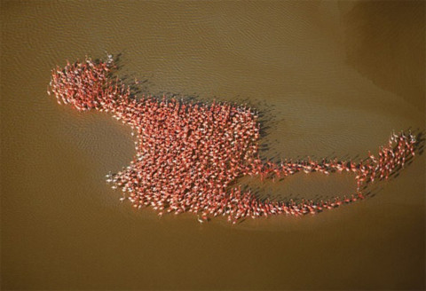 Hàng trăm con chim hồng hạc