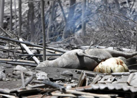 Xác của gia súc bị thiêu chết bởi khí nóng từ núi lửa Merapi
