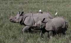 Thảm sát tê giác tại Nam Phi