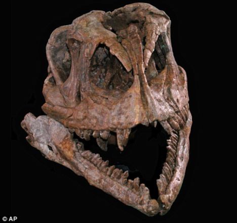  Hóa thạch của tổ tiên loài khủng long ăn cỏ khổng lồ. Ảnh: AP