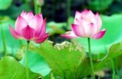 Văn hóa Thần truyền: Lấy Đức để tỏ lòng tôn kính Trời