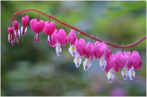 10 loài hoa đẹp nhất thế giới