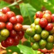 Đà Lạt: bất lực trước nạn "cà phê Arabica giả danh"