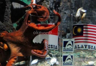 Bạch tuộc dự đoán Indonesia thắng Malaysia
