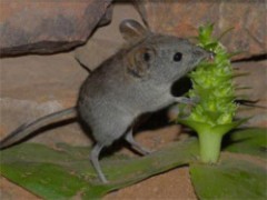 Chuột ăn mật hoa