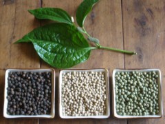 Hạt tiêu chữa đau dạ dày