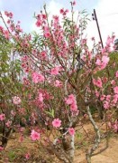 Kỷ lục Việt Nam: Thung lũng hoa đào đầu tiên ở miền Nam