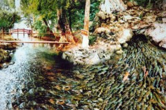 Lạ kỳ hang cá thần Cẩm Lương