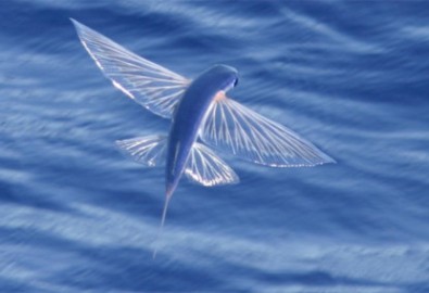 Loài cá bay kỳ lạ