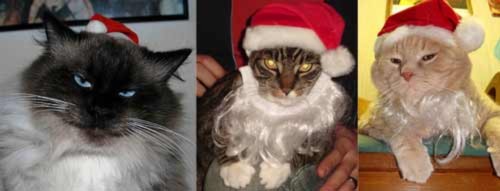 Mèo ngộ nghĩnh trong trang phục Noel