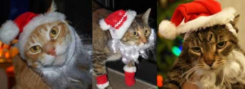 Mèo ngộ nghĩnh trong trang phục Noel