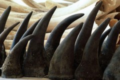 Nam Phi bắt hai người Việt vận chuyển sừng tê giác