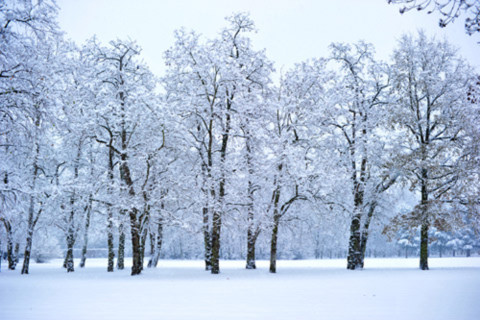Tuy gây nhiều thiệt hại, khung cảnh tuyết cũng rất lãng mạn, nhất là trong mắt của các tay nhiếp ảnh.