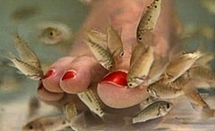 Nguy cơ nhiễm AIDS từ mát-xa chân bằng cá