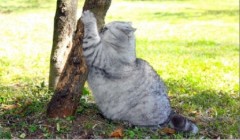 Siêu mẫu mèo béo