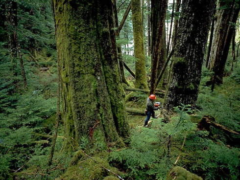 Một cảnh trong 'Tội ác rừng xanh' - phim giành giải cao nhất LHP môi trường toàn quốc lần thứ IV.