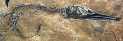 Trung Quốc phát hiện ’kho báu’ hóa thạch 20.000 năm - Tin180.com (Ảnh 2)