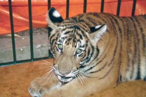 Việt Nam chỉ còn khoảng 30 con hổ tự nhiên