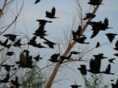 1.000 con chim chết bí ẩn từ trên trời rơi xuống