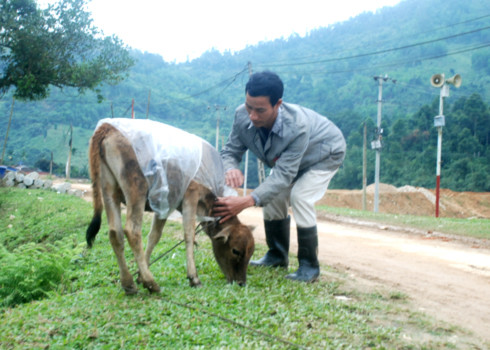 Che lạnh cho trâu bò bằng áo mưa tự tạo, biện pháp bảo vệ gia súc của nông dân Quảng Ngãi. Ảnh: Trí Tín