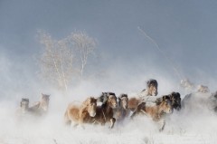 Đàn ngựa chạy trong bão tuyết