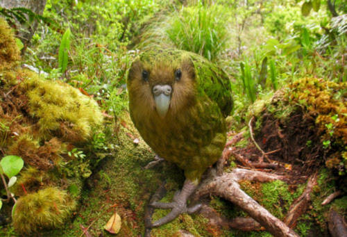 Bức ảnh về loài chim quý hiểm Kakapo của nhiếp ảnh gia Shane McInnes giành giải nhất thể loại Những loài chim có nguy cơ tuyệt chủng cao.
