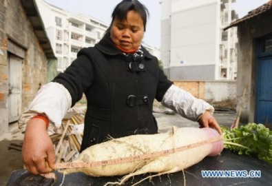 Củ cải to bằng em bé