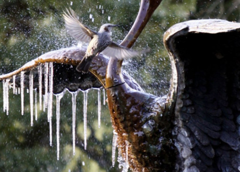 Một con chim đậu trên đài phun nước với những dòng nước đóng băng ở Tokyo, Nhật Bản, sáng nay. Một đợt khí lạnh kéo nhiệt độ xuống thấp và tuyết rơi dày ở miền bắc Nhật.