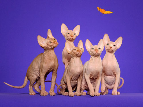Năm mèo và kỷ lục của “meo”, Phi thường - kỳ quặc, chuyen la, chuyen la the gioi, ky luc, ky luc the gioi, ky luc ve meo, nam 2011, nam meo vang
