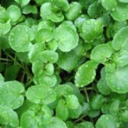 Rau cải xoong: bảo vệ sức khỏe, chống lão hóa