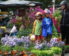 Rực sắc hoa xuân trên bến Ninh Kiều