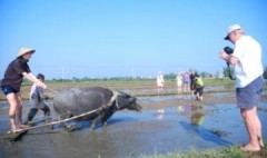 Tây về phố cổ làm nông dân
