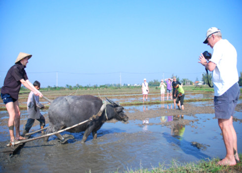 Thử một lần làm nông dân nắm đuôi trâu cày ruộng. Ảnh: Trí Tín