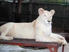Thảo cầm viên Sài Gòn có sư tử trắng