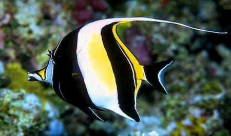 Top những loài cá đẹp ngất ngây - Tin180.com (Ảnh 7)