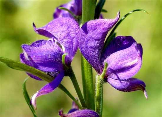 Vẻ đẹp quyến rũ của... hoa độc - Tin180.com (Ảnh 1)