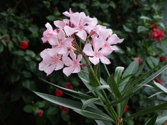 Vẻ đẹp quyến rũ của... hoa độc - Tin180.com (Ảnh 13)