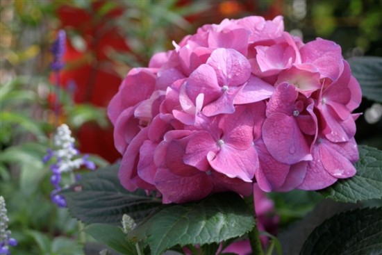 Vẻ đẹp quyến rũ của... hoa độc - Tin180.com (Ảnh 16)