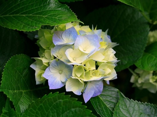 Vẻ đẹp quyến rũ của... hoa độc - Tin180.com (Ảnh 17)