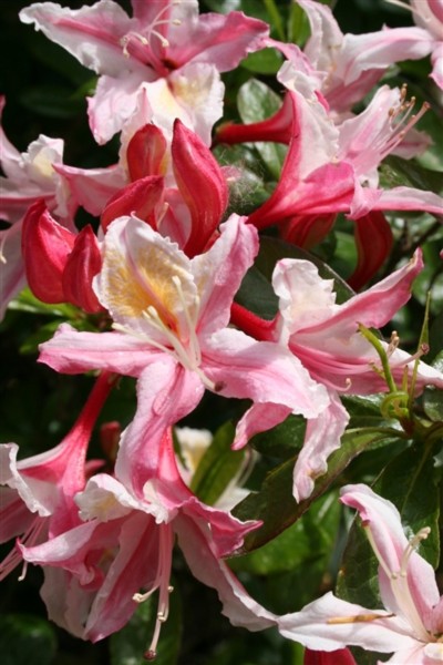 Vẻ đẹp quyến rũ của... hoa độc - Tin180.com (Ảnh 7)