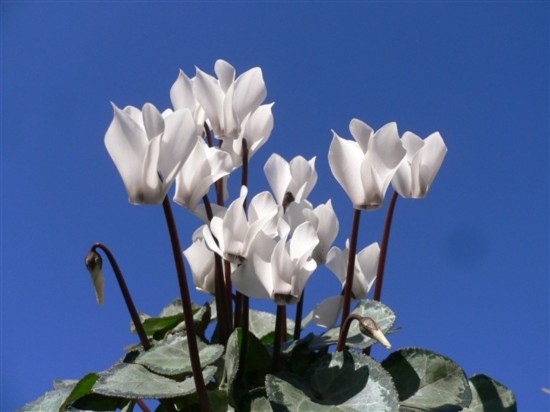 Vẻ đẹp quyến rũ của... hoa độc - Tin180.com (Ảnh 10)