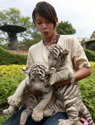 Vườn thú ở Bangkok tiết lộ đôi bạch hổ quý hiếm