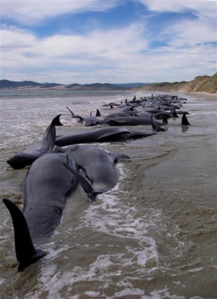 Hơn 100 con cá voi bị mắc kẹt trên đảo Stewart.